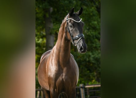 KWPN, Stute, 3 Jahre, 165 cm, Dunkelbrauner