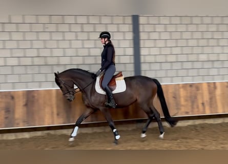 KWPN, Stute, 3 Jahre, 165 cm, Dunkelbrauner