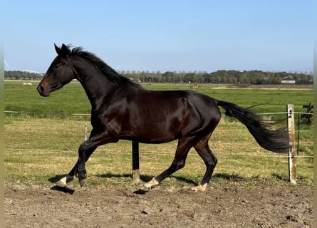 KWPN, Stute, 3 Jahre, 165 cm, Dunkelbrauner