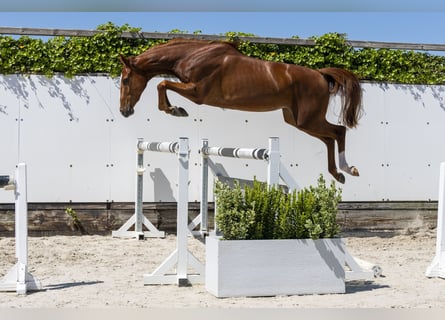 KWPN, Stute, 3 Jahre, 166 cm, Fuchs
