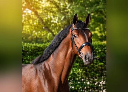KWPN, Stute, 3 Jahre, 167 cm, Brauner