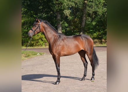 KWPN, Stute, 3 Jahre, 167 cm, Brauner