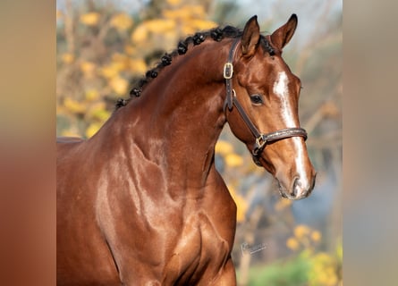 KWPN, Stute, 3 Jahre, 167 cm, Brauner