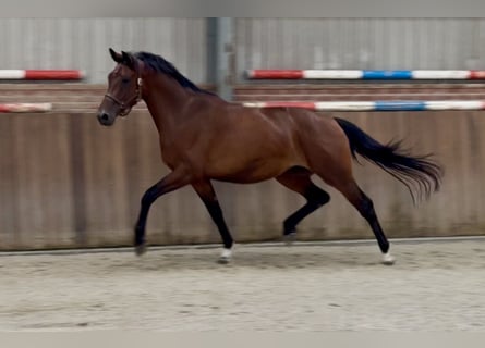 KWPN, Stute, 3 Jahre, 167 cm, Brauner