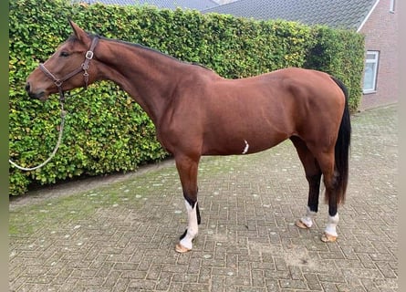 KWPN, Stute, 3 Jahre, 167 cm, Brauner