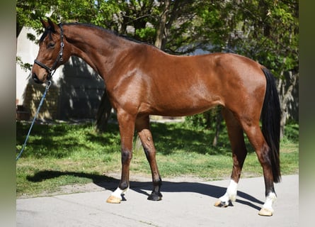 KWPN, Stute, 3 Jahre, 167 cm, Brauner