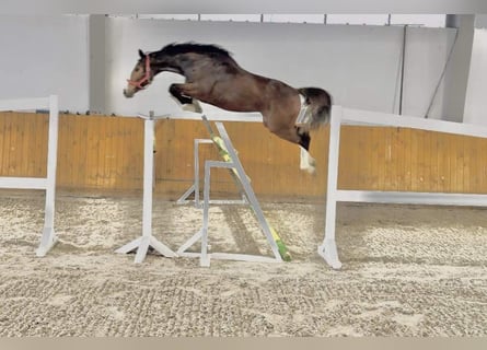 KWPN, Stute, 3 Jahre, 167 cm, Brauner