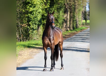 KWPN, Stute, 3 Jahre, 167 cm, Dunkelbrauner