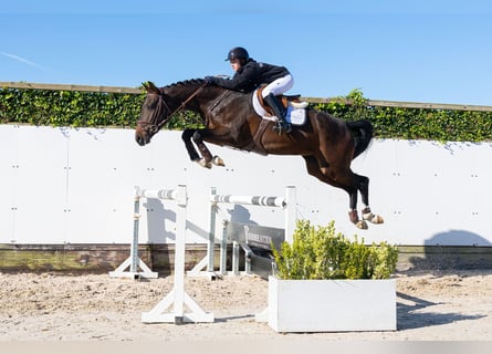 KWPN, Stute, 3 Jahre, 167 cm, Dunkelbrauner