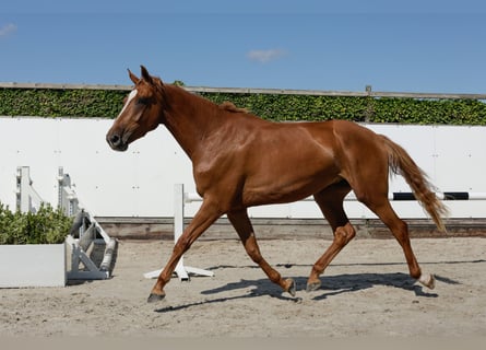 KWPN, Stute, 3 Jahre, 168 cm, Fuchs