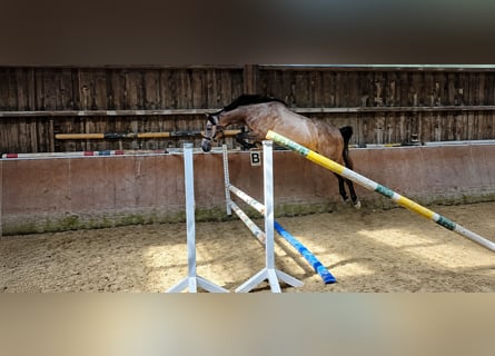 KWPN, Stute, 3 Jahre, 168 cm, Rotschimmel