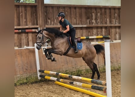 KWPN, Stute, 3 Jahre, 168 cm, Rotschimmel