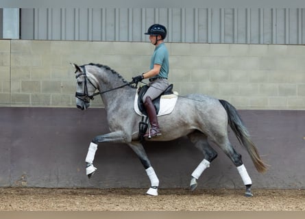 KWPN, Stute, 3 Jahre, 169 cm, Blauschimmel