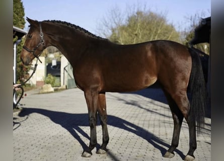 KWPN, Stute, 3 Jahre, 170 cm, Brauner