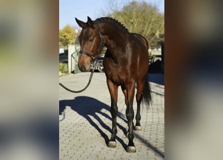 KWPN, Stute, 3 Jahre, 170 cm, Brauner