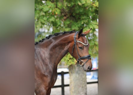 KWPN, Stute, 3 Jahre, 170 cm, Brauner