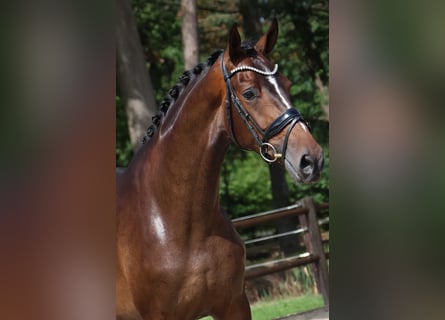 KWPN, Stute, 3 Jahre, 170 cm, Dunkelbrauner