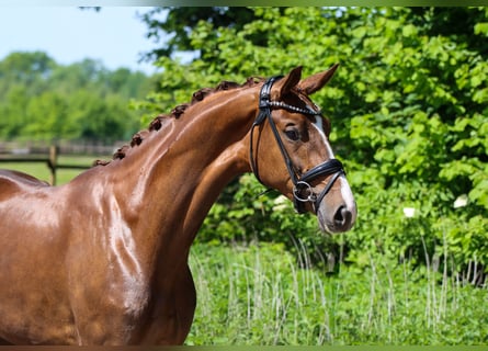 KWPN, Stute, 3 Jahre, 172 cm, Dunkelfuchs