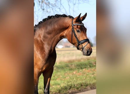 KWPN, Stute, 3 Jahre, 173 cm, Brauner