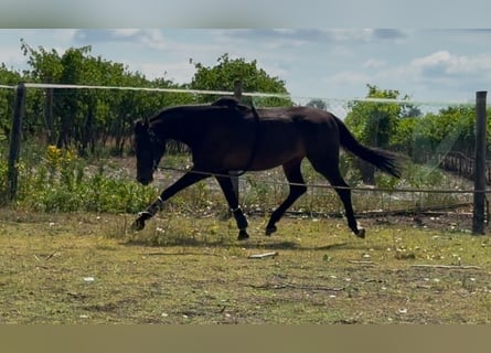 KWPN, Stute, 3 Jahre, 174 cm, Dunkelbrauner
