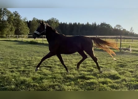 KWPN, Stute, 3 Jahre, 175 cm, Buckskin