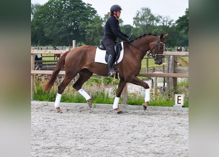 KWPN, Stute, 3 Jahre, 176 cm, Dunkelfuchs