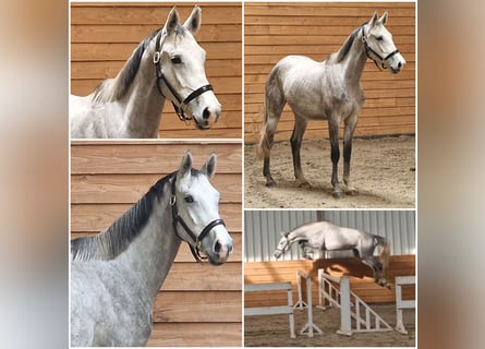 KWPN, Stute, 3 Jahre, Schimmel