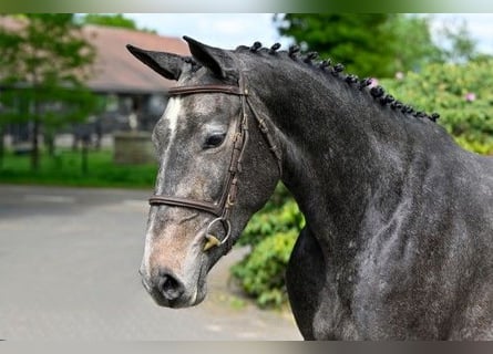 KWPN, Stute, 3 Jahre