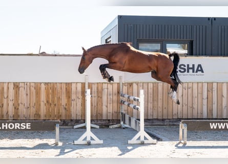 KWPN, Stute, 4 Jahre, 162 cm, Brauner