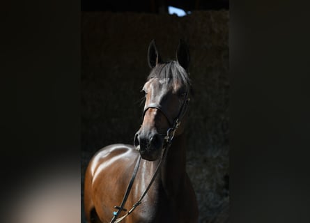 KWPN, Stute, 4 Jahre, 162 cm, Brauner