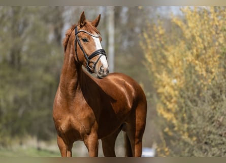 KWPN, Stute, 4 Jahre, 162 cm, Fuchs