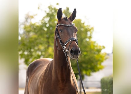 KWPN, Stute, 4 Jahre, 164 cm, Brauner