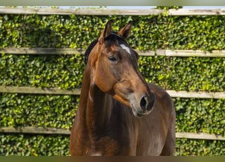 KWPN, Stute, 4 Jahre, 164 cm, Brauner