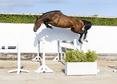 KWPN, Stute, 4 Jahre, 164 cm, Brauner