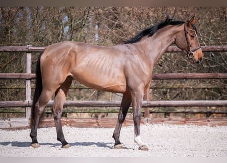 KWPN, Stute, 4 Jahre, 164 cm, Dunkelbrauner