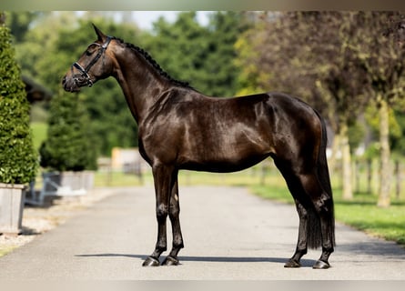 KWPN, Stute, 4 Jahre, 164 cm, Rappe