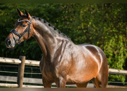 KWPN, Stute, 4 Jahre, 165 cm, Dunkelbrauner