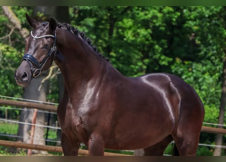 KWPN, Stute, 4 Jahre, 165 cm, Rappe