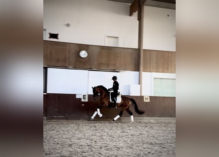 KWPN, Stute, 4 Jahre, 165 cm, Rotbrauner