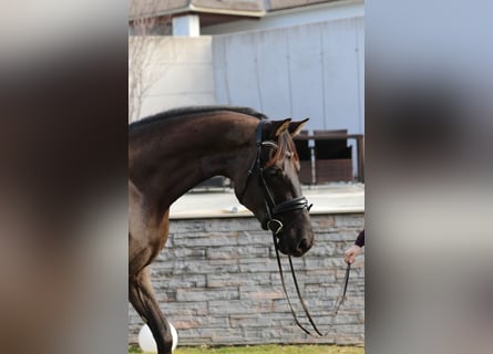 KWPN, Stute, 4 Jahre, 165 cm, Schwarzbrauner