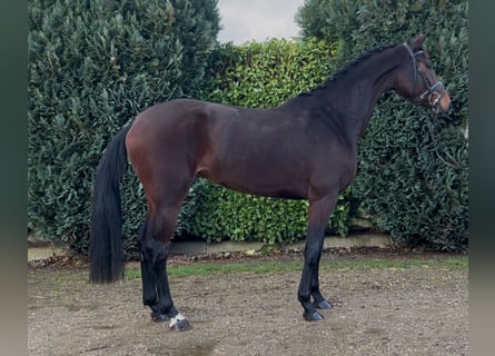 KWPN, Stute, 4 Jahre, 166 cm, Dunkelbrauner