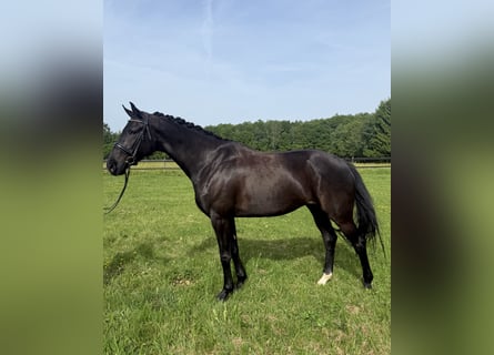 KWPN, Stute, 4 Jahre, 166 cm, Rappe