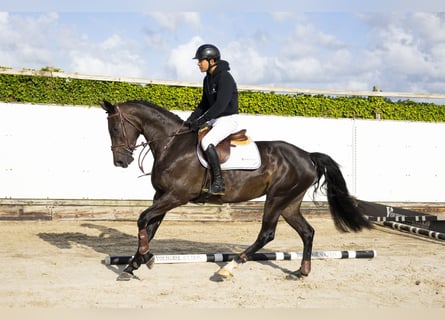 KWPN, Stute, 4 Jahre, 166 cm, Rappe