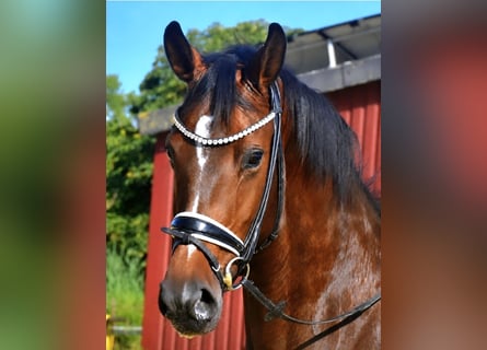 KWPN, Stute, 4 Jahre, 167 cm, Brauner