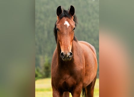 KWPN, Stute, 4 Jahre, 167 cm, Brauner