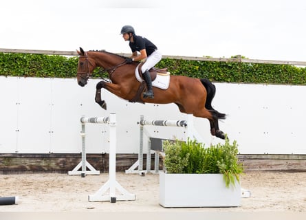 KWPN, Stute, 4 Jahre, 167 cm, Brauner