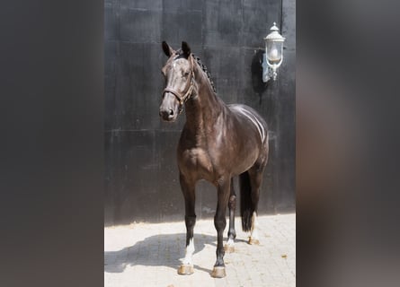 KWPN, Stute, 4 Jahre, 167 cm, Rappe