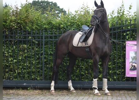 KWPN, Stute, 4 Jahre, 167 cm, Rappe