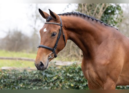 KWPN, Stute, 4 Jahre, 167 cm