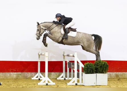 KWPN, Stute, 4 Jahre, 167 cm